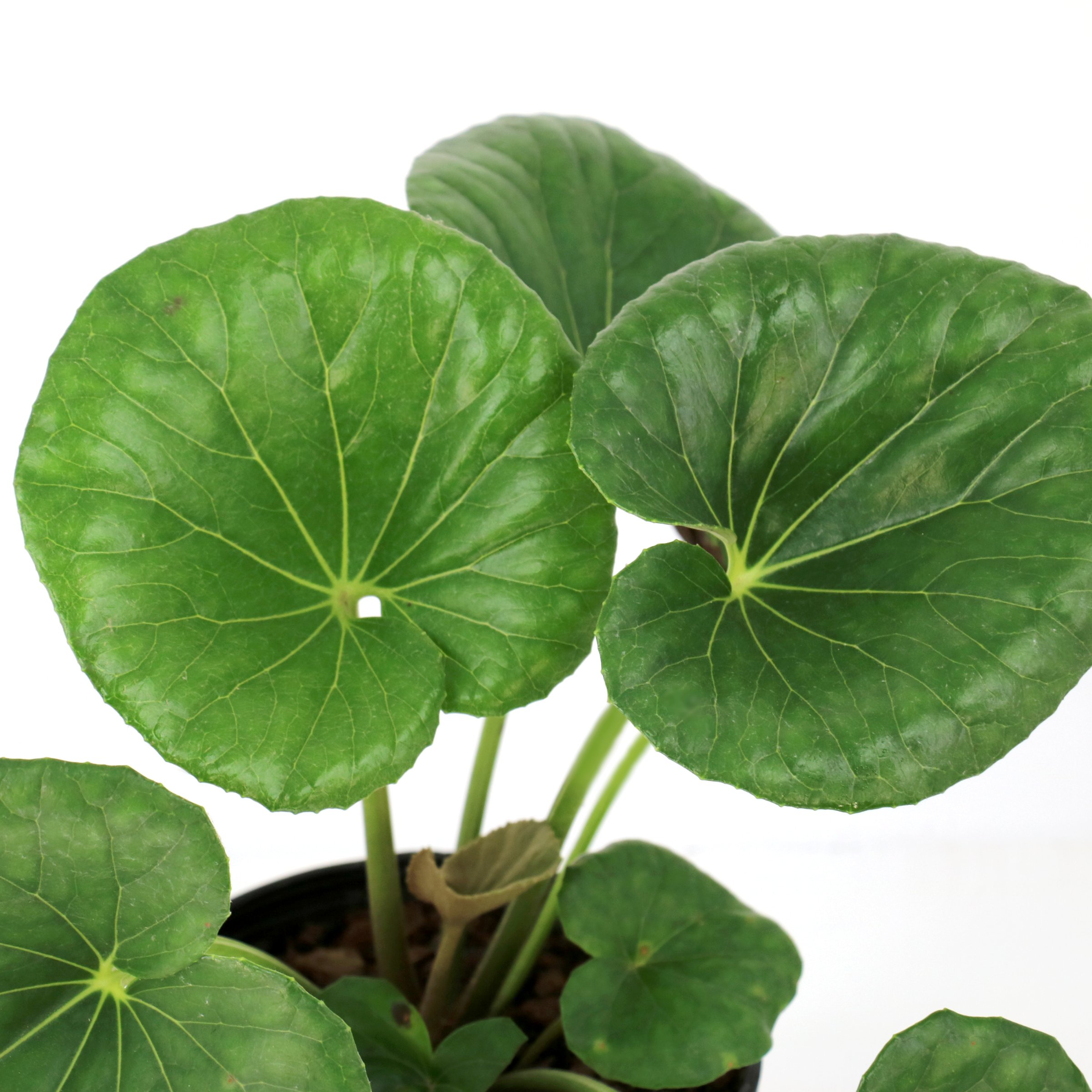 National Plant Network 1 gal. Farfugium Giganteum Tractor Seat Perennial Plant
