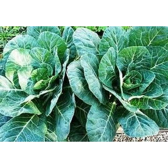 Collards Georgia Great Heirloom Vegetable by Seed Kingdom 1/4 Lb Seeds