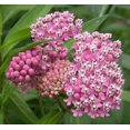 thumbnail image 2 of 75 Graines de Fleur d'Asclépiade des Marais Rouge Asclepias Incarnata, 2 of 5