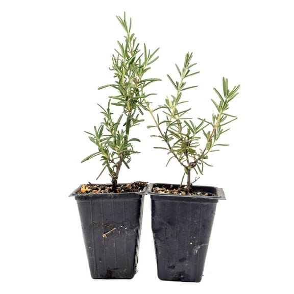 2 Ken Taylor Rosemary in 3.5" Nursery Cubes | Rosmarinus officinalis ‘Ken Taylor’ | Fragrant Evergreen Herb for Cooking, Gardens & Containers | Ready-to-Plant Live Plants