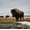 Bison Cloud Day, variant on Elephant Stock Bull Bison In Grand Teton Wall Art - Horizontal Canvas Wall Art - Living Room Wall Decor - Animal Canvas - Blue And Green Decor - 12" x 8"