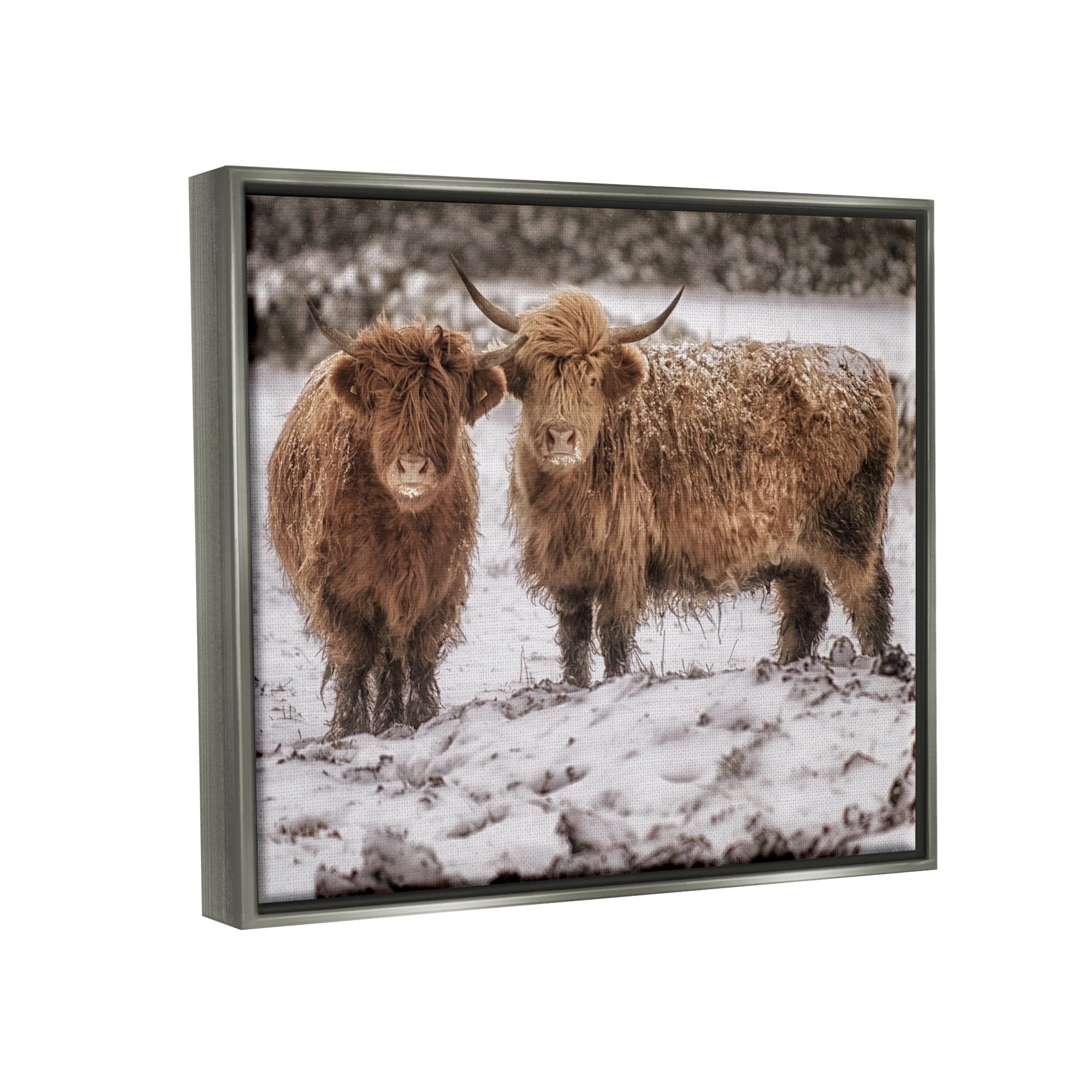 Stupell Industries Snow Dusted Highland Cattle Niveous Nature Landscape Photograph Luster Gray Floating Framed Canvas Print Wall Art, Design by James Dobson