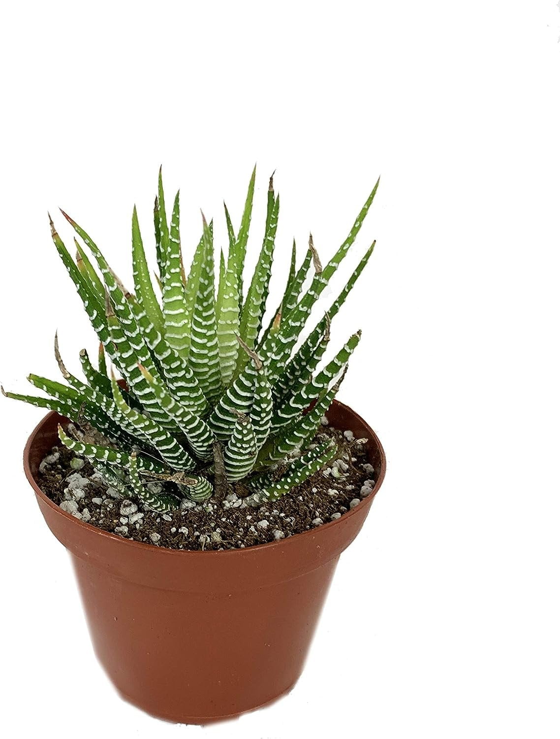 Artisan Grown Haworthia Succulent Collection  2 Live Haworthia Plants in 4 Inch Pots  Growers Choice - Hand-Picked for Beauty  Perfect Plant Assortment for Indoors or Outdoors