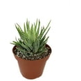 thumbnail image 2 of Artisan Grown Haworthia Succulent Collection  5 Live Haworthia Plants in 4 Inch Pots  Growers Choice - Hand-Picked for Beauty  Perfect Plant Assortment for Indoors or Outdoors, 2 of 6