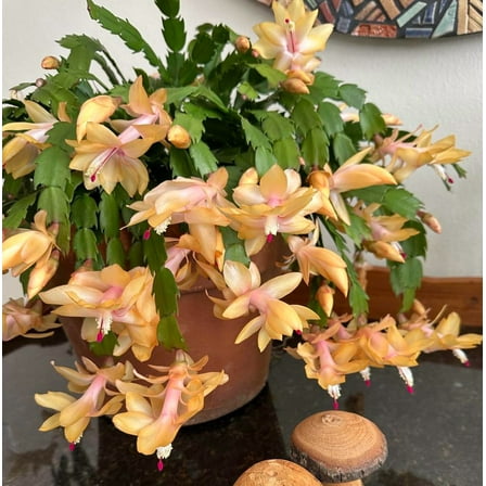 Yellow Christmas Cactus Plants Live, 6 Inch Tall in 4 Inch Pot Colorful Christmas Cactus, Holiday Flower Houseplant, Indoor Outdoors Easy Care Plants for Home Garden