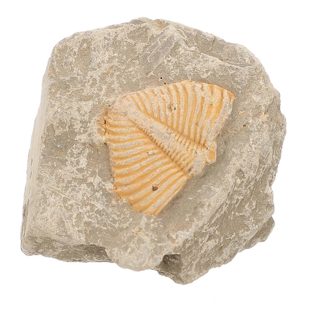 Trilobite Adornment Ornament Model Random Shape Light Brown Home Ornament 1Pcs