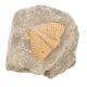 thumbnail image 1 of Trilobite Adornment Ornament Model Random Shape Light Brown Home Ornament 1Pcs, 1 of 3