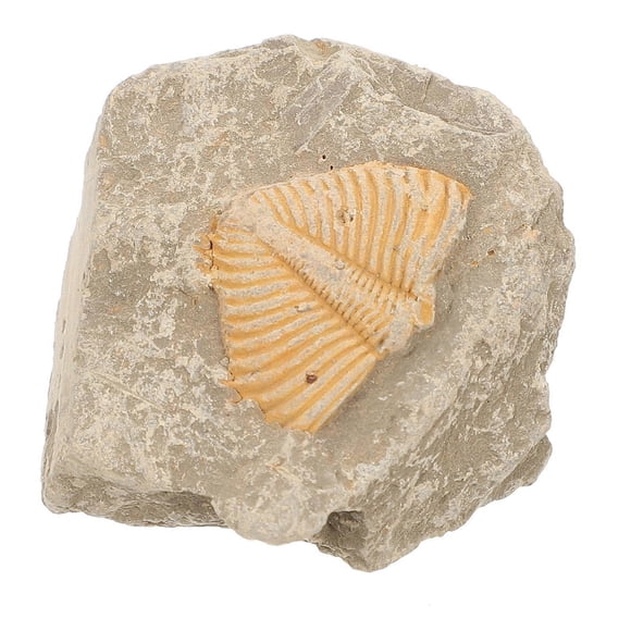 Trilobite Adornment Ornament Model Random Shape Light Brown Home Ornament 1Pcs