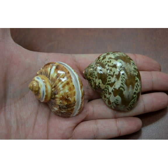 2 Pcs Brown Plain & Banded Petholatus Jade Seashell Hermit Crab