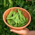 thumbnail image 5 of Burpee Oregon Sugar Pod II Pea, Plant Seeds for Home Garden, 5 of 5