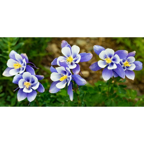 500  Blue Colorado Columbine Flower Seeds, Non-GMO