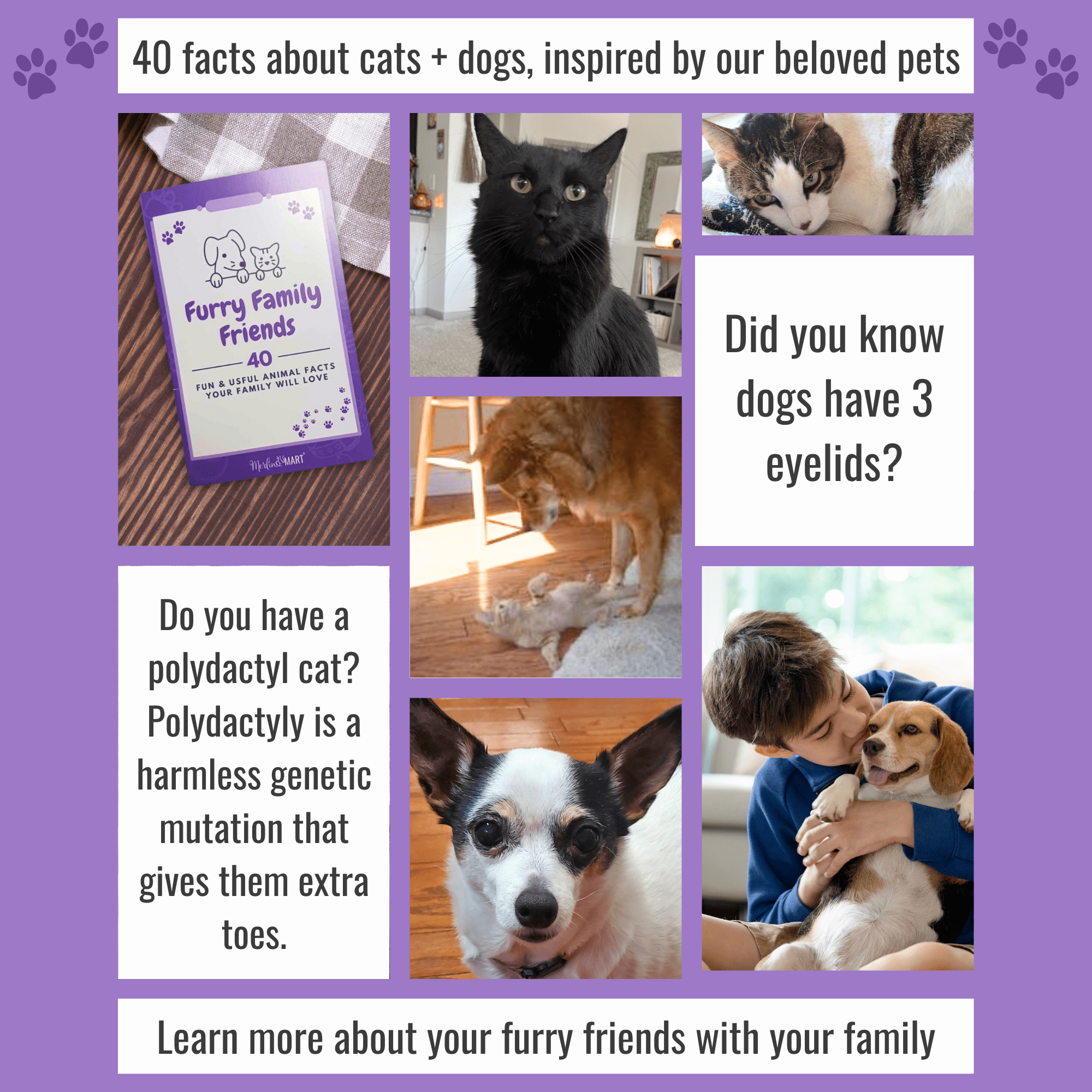 Wet Grain-Free Cat Food Sensitive Skin and Stomach Formula 2 Flavor (3) Each: Arctic Char Fish, Duck Entree (3 Ounces) | MerlinsMart Zine & Catnip Toy | Pro Plan
