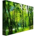 thumbnail image 2 of Trademark Fine Art "Forest Walk in Spring" Canvas Wall Art by Lois Bryan, 2 of 2