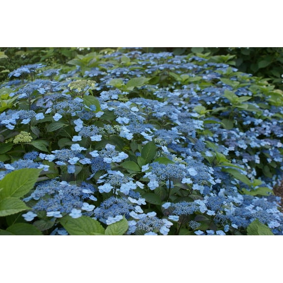 RedCrocus Blue Billow Mountain Lacecap Hydrangea- Deciduous, Shade-Loving, Pollinator-Friendly, Container-Ready for Gardens, Borders, and Patios 3 Gallon