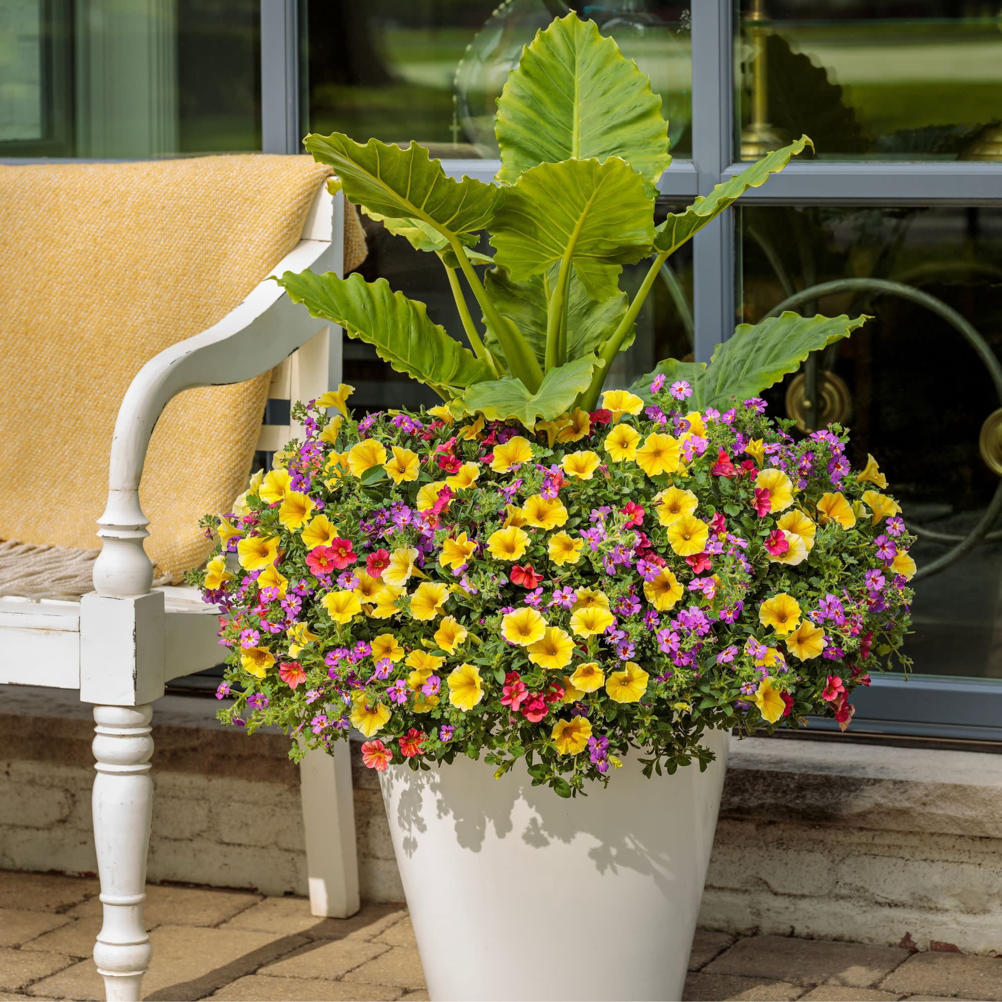 Proven Winners 4" Yellow Supertunia Saffron Finch Petunia Live Plant in 4.25" Pot (4 Count)