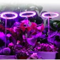 thumbnail image 2 of 1/2/3/4 Ring Small Plant Halo Grow Light with 8/12/16H Timer for Desk,Full Spectrum LEDs USB Mini Dimmable Grow Light for Indoor Umbrella Plant Seeds herb Growth(2 Rings), 2 of 8