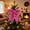 Hot Pink, variant on Christmas Decorative Bow, 6.69 x 3.74 in Handmade Cloth Ornament for Tree, Wreath, Garland and Gift Box, Purple