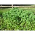 thumbnail image 3 of 300 FENUGREEK Trigonella Foenum Graecum Herb Flower Seeds, 3 of 3