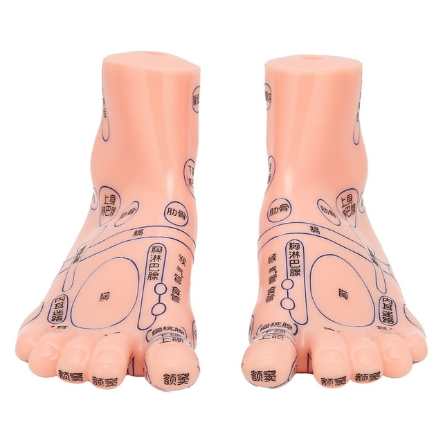 Oubit Modèle d'Acupuncture Pied 1 Paire de Pieds Humains Modèle de Réflexologie Pied Modèle d'Enseignement d'Acupuncture Pied Modèle de Qualité Professionnelle