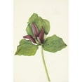 thumbnail image 3 of Mary Vaux Walcott 18x24 Black Modern Framed Museum Art Print Titled - Giant Trillium. Trillium Chloropetalum (1925), 3 of 5