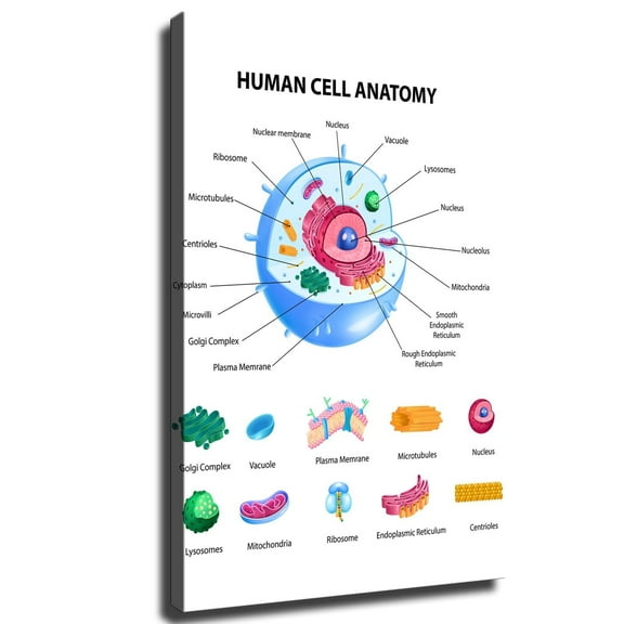 AttreX Human Cell Diagram Wall Art Poster Modern Wall Art Lving Room Wall Art HD Prints Picture