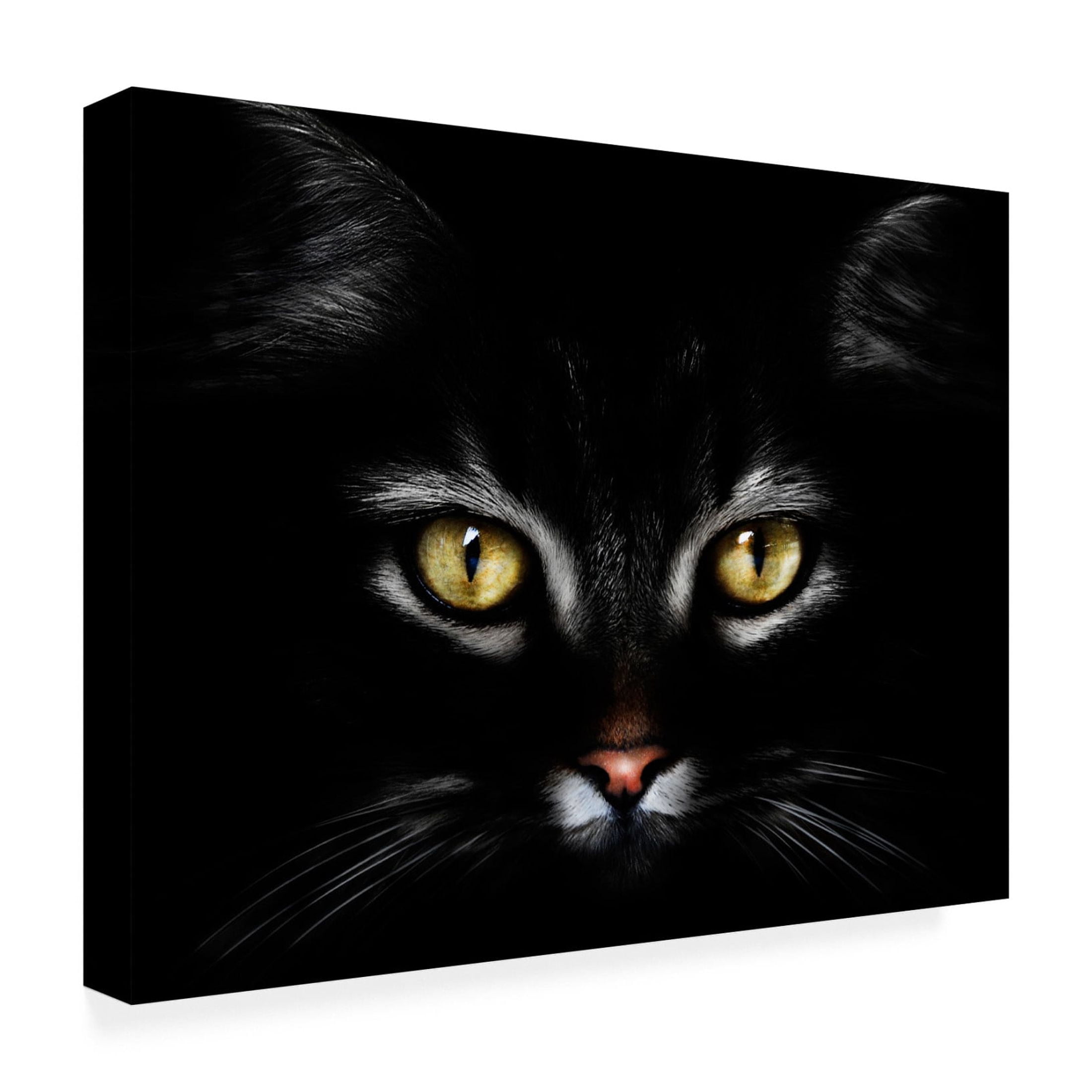 Canvas Wall Art - Antonio Grambone 'Black Cat Portrait' Wall Art for Living Room, Bedroom, or Office Décor by Trademark Fine Art - 47 x 35 Inches