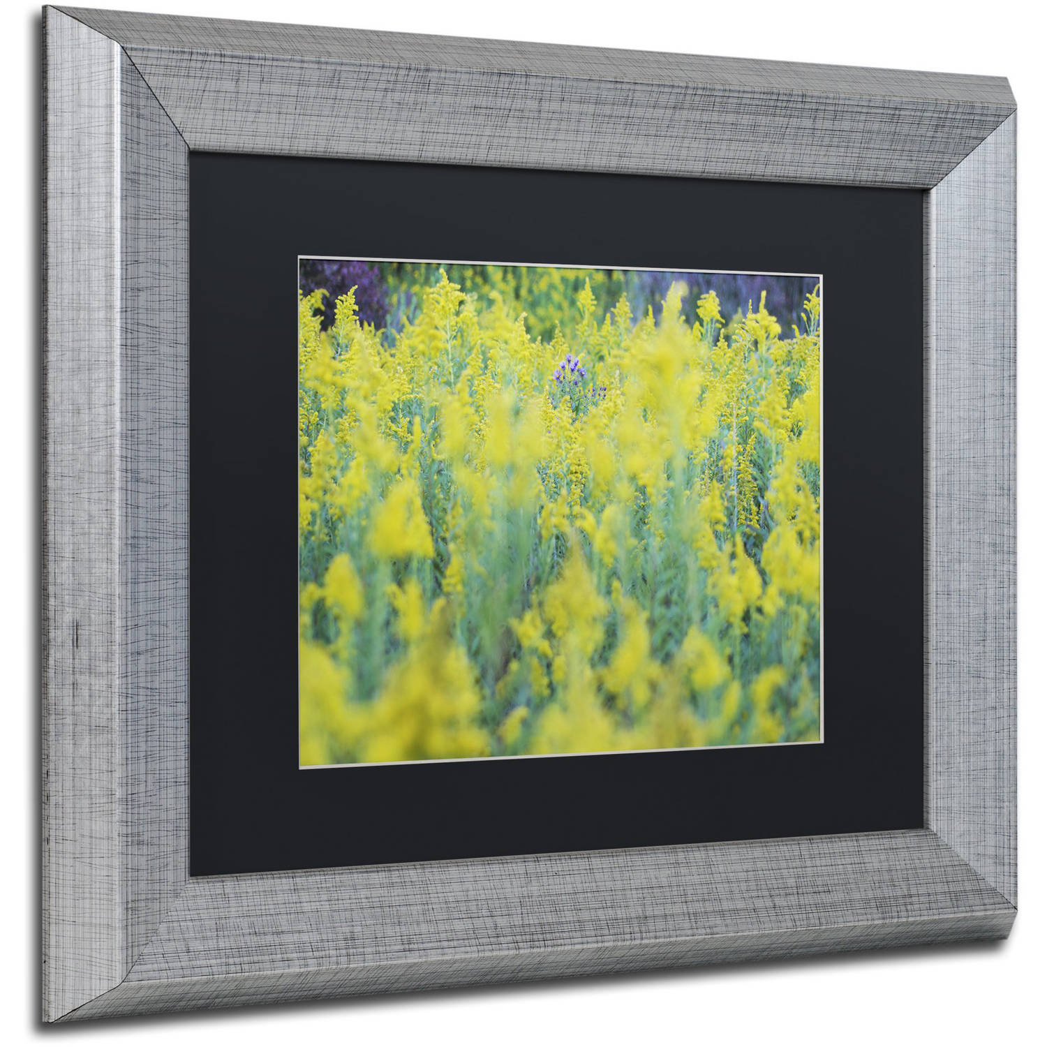 Trademark Fine Art "A Touch of Purple" Canvas Art by Kurt Shaffer, Black Matte, Silver Frame
