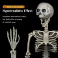 thumbnail image 2 of Halloween Skeleton Life Size Full Body Realistic Posable Movable Jonints for Halloween Party Decoration Décor, 2 of 7