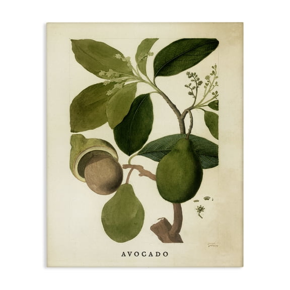 Stupell Industries French Country Vintage Avocado Plant Canvas Art, 16 x 20, by Lil' Rue