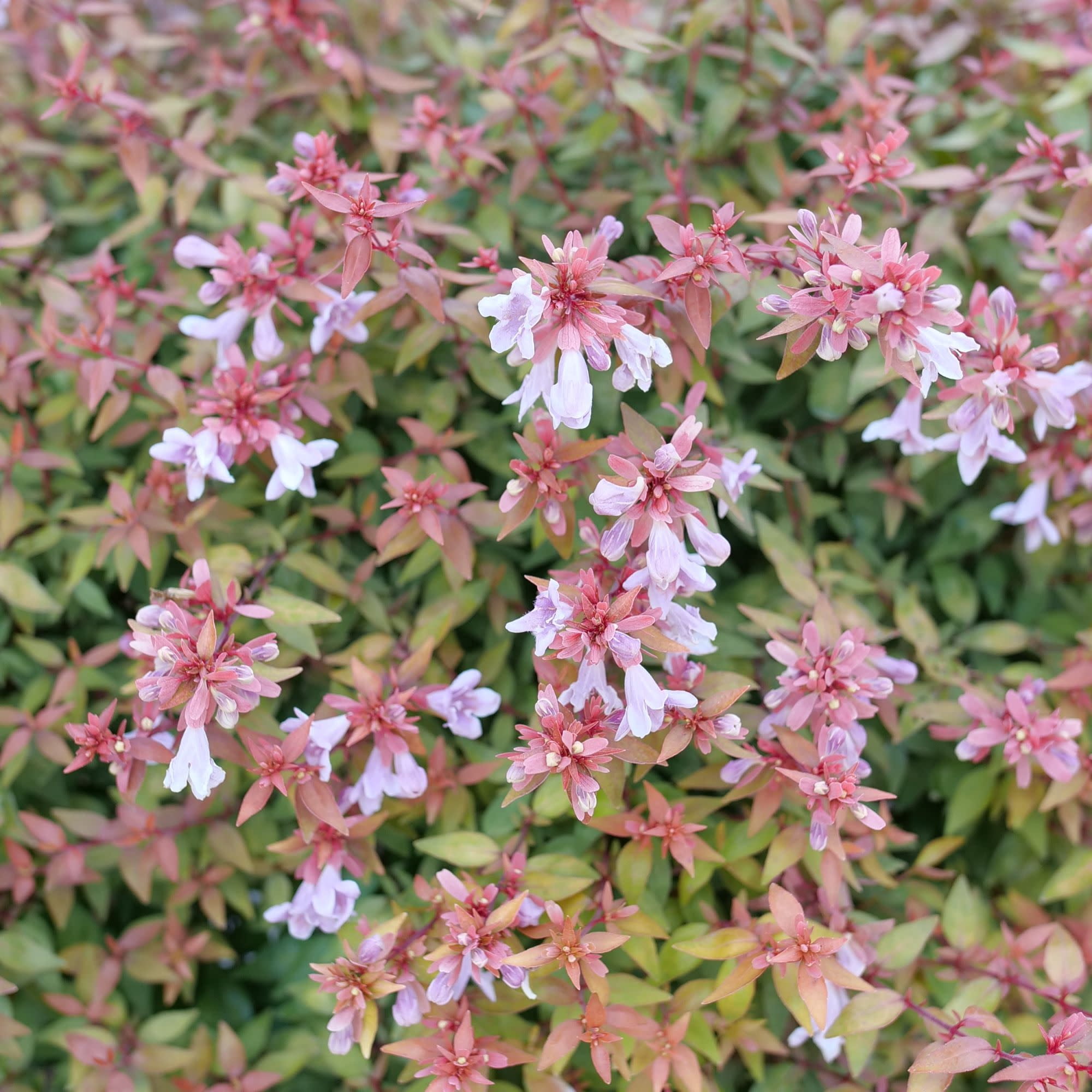 Proven Winners ColorChoice 5" Pink Poco Loco Abelia Live Plant in 4.5" Pot (4 Count)