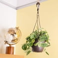 thumbnail image 5 of Exotic Angel by Costa Farms 12" Assorted Foliage House Plant in 6.6" Hanging Basket, 5 of 9