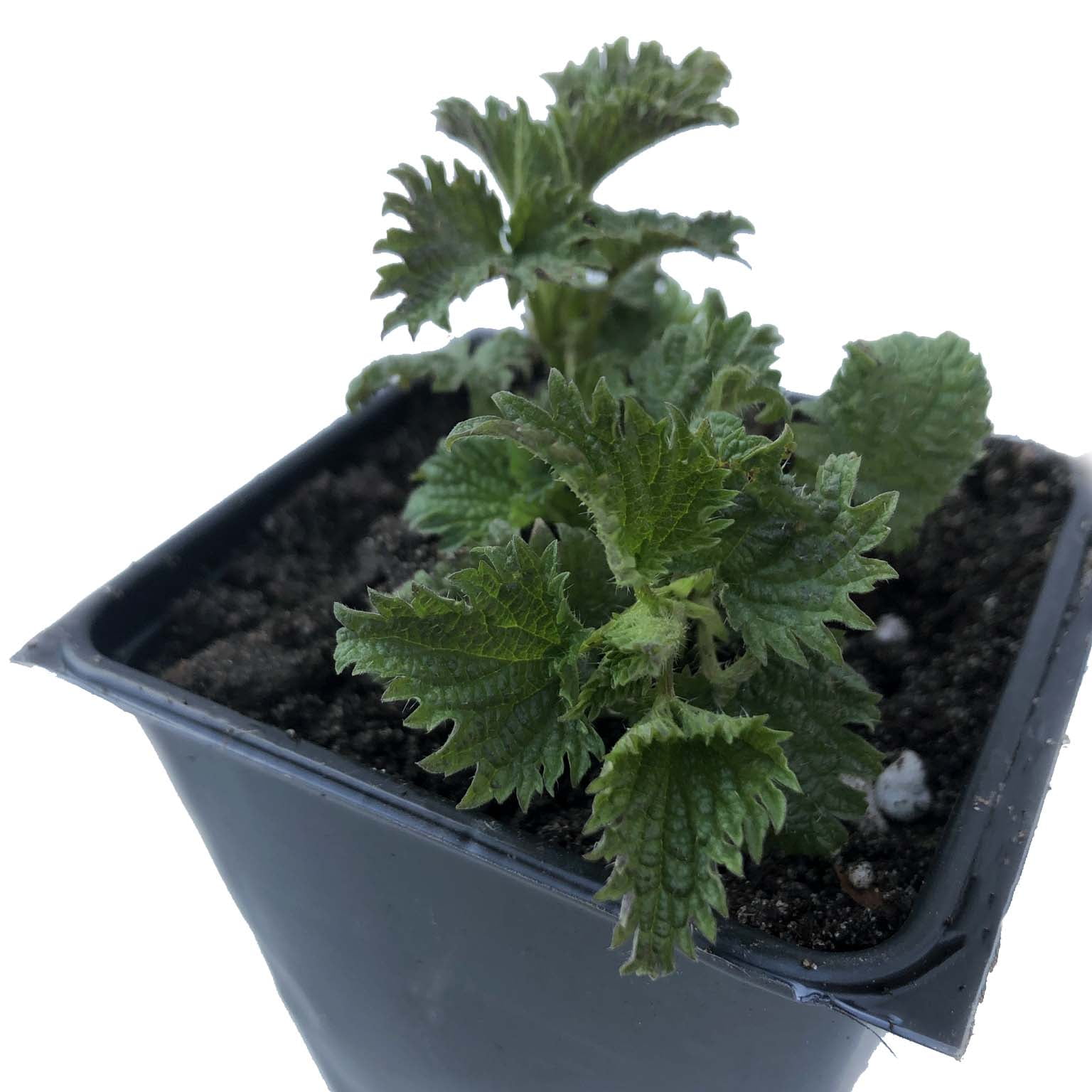 Nettle Plant - Live Stinging Nettle Plant, Urtica dioica - Live Nettles  Plant in 3" Pot - Survival Food, Nutritious - Walmart.com