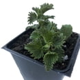 thumbnail image 3 of Nettle Plant - Live Stinging Nettle Plant, Urtica dioica - Live Nettles Plant in 3" Pot - Survival Food, Nutritious, 3 of 4
