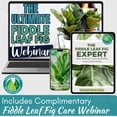 thumbnail image 2 of 100% Organic Fiddle Leaf Fig Soil &ndash; Optimally-Draining Potting Mix for Healthy Roots, Fewer Brown Spots & Faster Growth | Enriched with Bi, 2 of 9