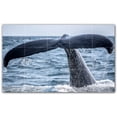 thumbnail image 1 of Picture-Tiles.com: Whale Ceramic Tile Wall Mural WAL501198-53XL. 60"W x 36"H using (15) 12" x 12" Ceramic Tiles-Satin Finish, 1 of 3