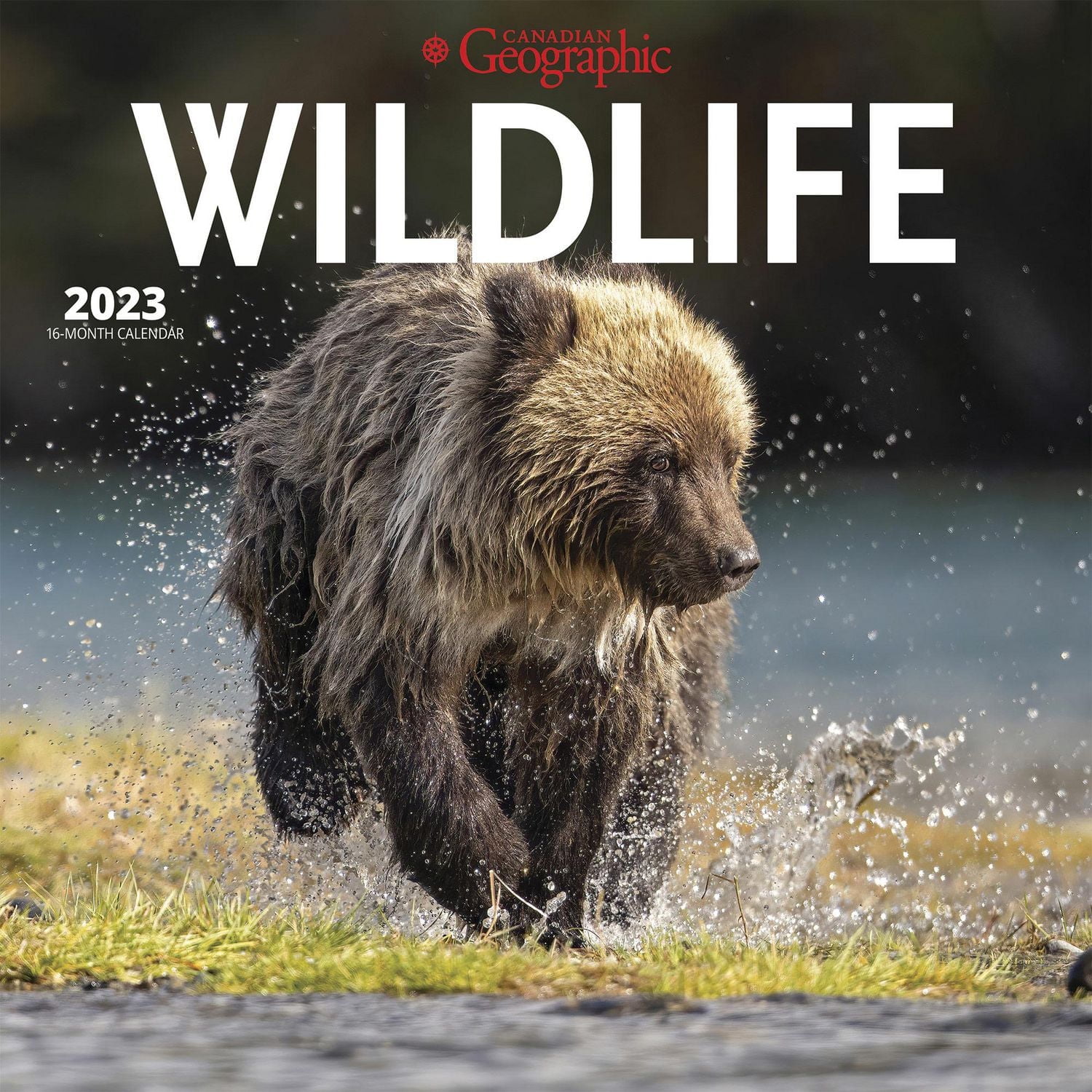 Canadian Geographic Wildlife | 2023 12x24 Inch Square Wall Calendar