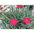 thumbnail image 6 of Frosty Fire Dianthus - 3 Live Plants - Dianthus Allwoodii - Fragrant Cold Hardy Groundcover, 6 of 7