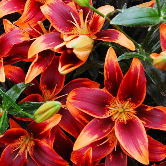 Forever Susan Asiatic Lily Flower Bulbs - 3 Lilies Per Pack - Attracts Butterflies and Hummingbirds - Good as Cut Flowers - Perennializing