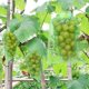 thumbnail image 1 of 50 Piezas Bolsa Protectora De Uvas, 30x20cm, Bolsas De Organza, Bolsa Protectora De Frutas, Red Contra Insectos, Protección Y Control De Plagas Para Jardín (verde) (hy), 1 of 5