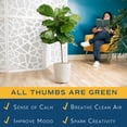 thumbnail image 5 of Costa Farms 40" Tall Fiddle Leaf Fig, Live House Plants in 10" Décor Pot, 5 of 10
