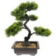 thumbnail image 1 of WORGEOUS Artificial Bonsai Pine Tree Faux Faux en maceta Display de escritorio de la planta, 1 of 8