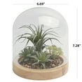 thumbnail image 4 of Home Decor Collection Glass Enclosed Faux Succulent 9.84" Terrarium Indoor Table Top Décor, 4 of 11