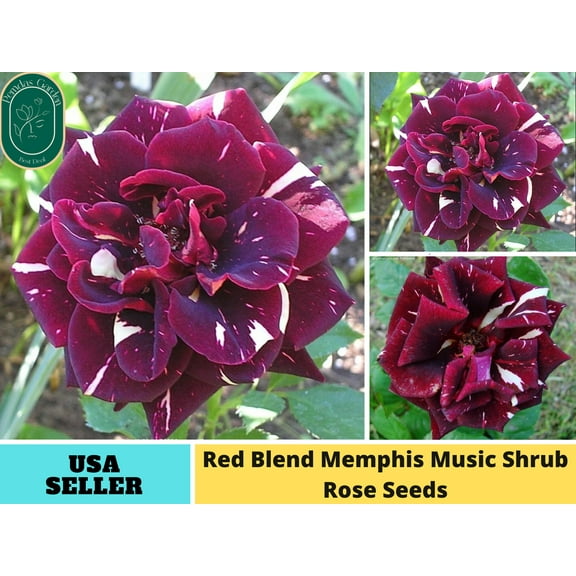 30  Seeds| Red Blend Memphis Music Shrub Rose - Authentic Seeds - Perennial~GMO Free~~Flower seeds ~ Asian Garden~ Herbs B5G1#1065