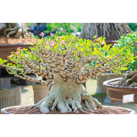 CZ Grain 20 Desert Rose Plant Seed, Easy to Grow