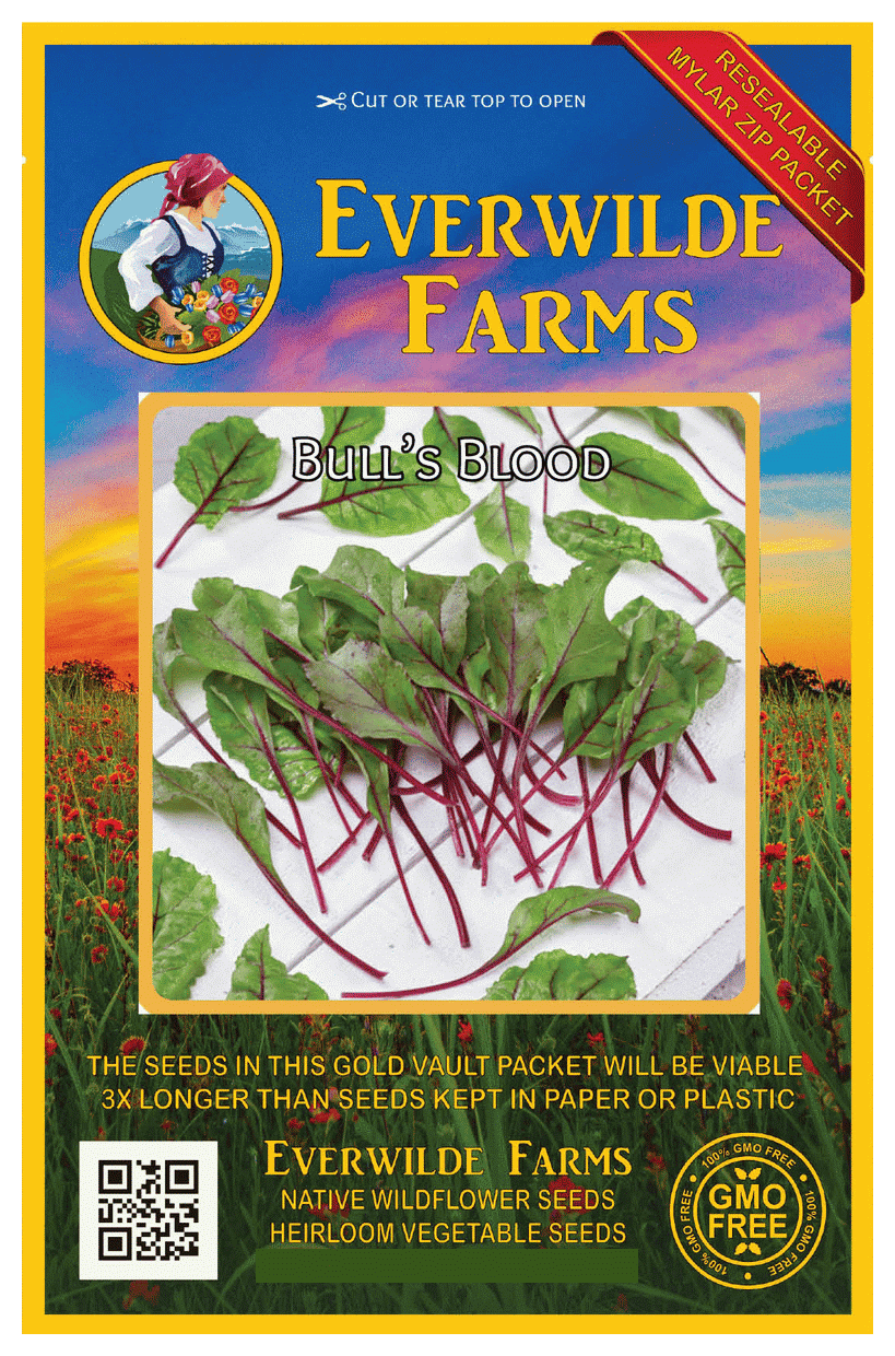bulls blood beet seedlings bulls blood beet seedlings
