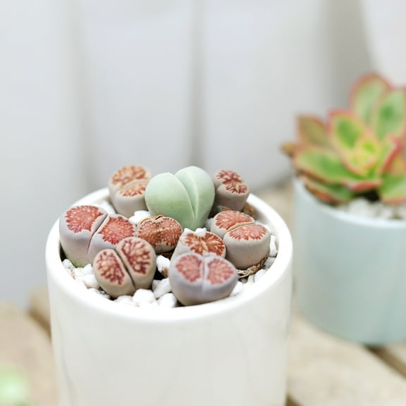 Best Plant Friend Lithops Living Stones 2 Inch Grower Pot Cactus, Live Succulents