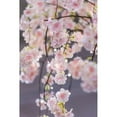 thumbnail image 3 of Medium Pink Cherry Blossom Tree With 84 Warm White Led, 3 of 5