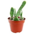 thumbnail image 3 of Hairy Roger Cactus (2"+ Plastic Pot) - Live Cactus - Unique Shaped Cactus - Tiny, Lovely, Easy to Care Succulents, 3 of 3