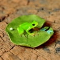 thumbnail image 2 of Top Collection Frog Garden Statue, 2 of 2