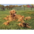 thumbnail image 1 of Rompecabezas Buffalo Games Robert Hautman Glorious Goldens, 1 of 6